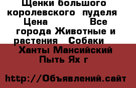 Щенки большого (королевского) пуделя › Цена ­ 25 000 - Все города Животные и растения » Собаки   . Ханты-Мансийский,Пыть-Ях г.